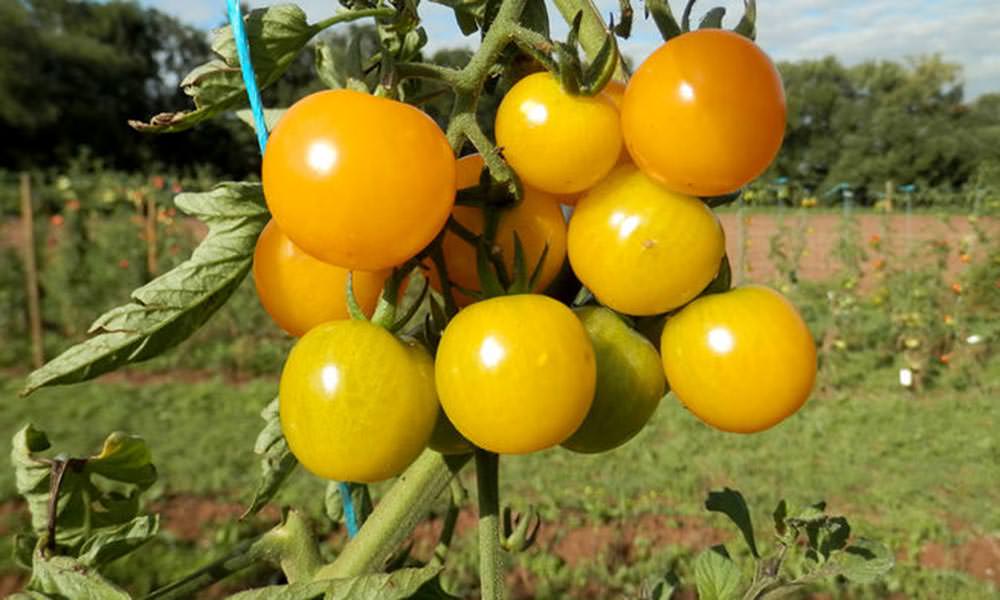 Almanlar 'Açık Kaynak Bitki Tohumları' Geliştiriyor