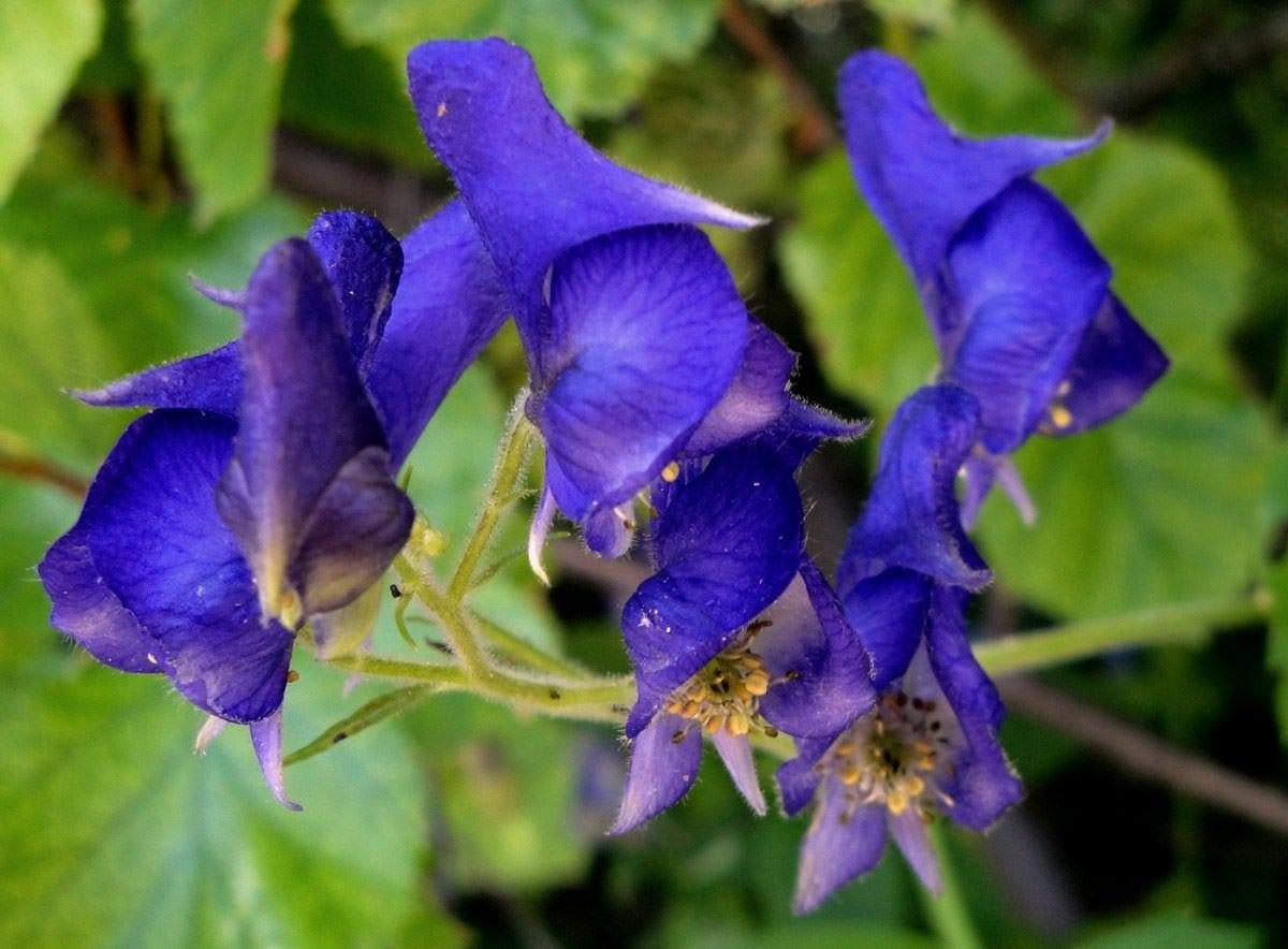 Bu Bitkilerden Uzak Durun: Günümüzdeki En Tehlikeli 5 Bitki