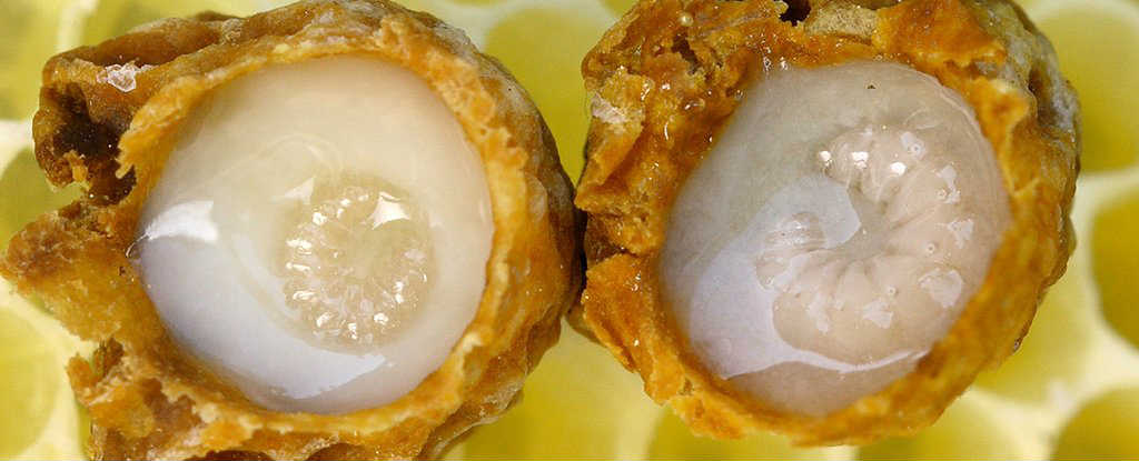 Arı Sütünde Bulunan Gizli Molekül Yaraların Hızlı İyileşmesini Sağlıyor