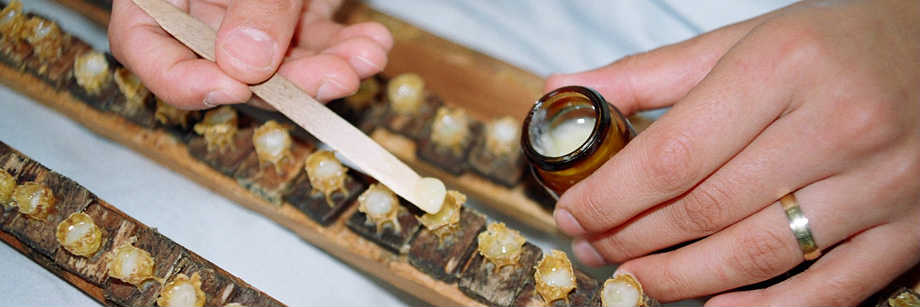 Arı Sütünde Bulunan Gizli Molekül Yaraların Hızlı İyileşmesini Sağlıyor