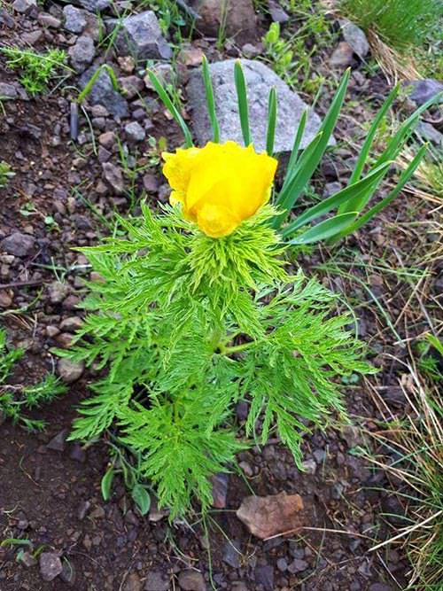 Giresun'da En Son 150 Yıl Önce Görülen Bir Bitki Tespit Edildi!