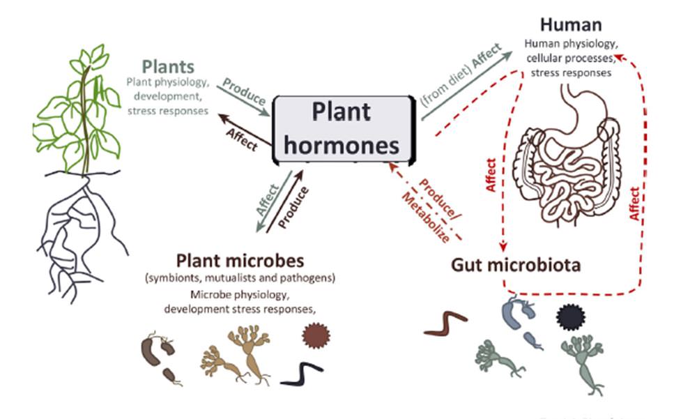İnsanlar ve Bağırsak Mikropları Bitki Hormonlarına Karşı Nasıl Tepki Verirler?