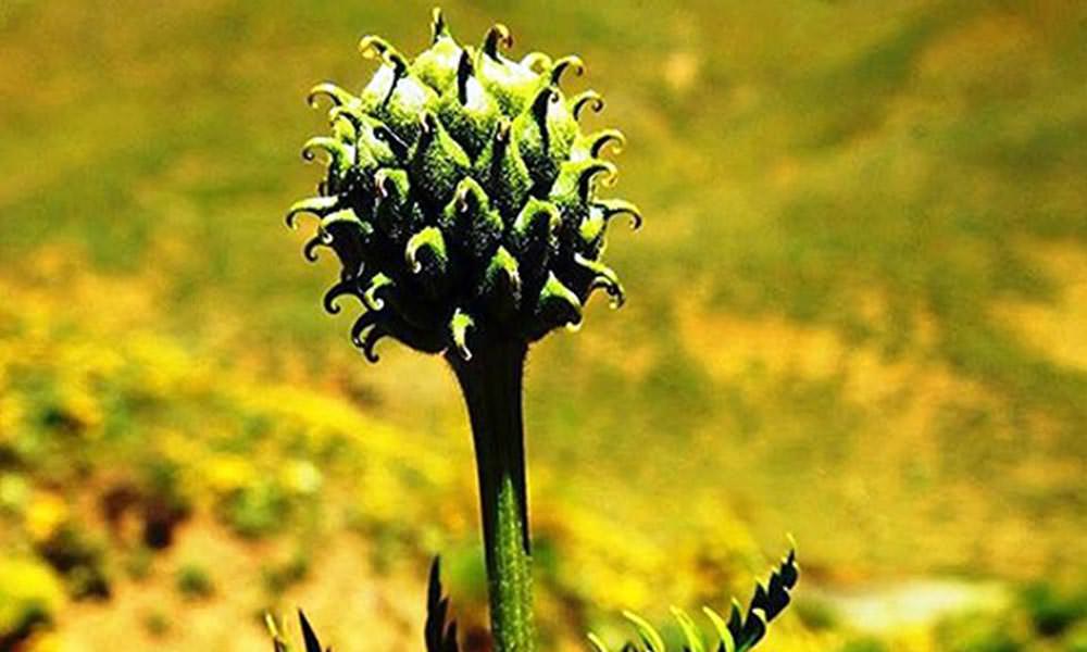 Giresun'da En Son 150 Yıl Önce Görülen Bir Bitki Tespit Edildi!