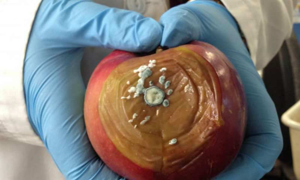 Elmaların Daha Uzun Süre Taze Kalması İçin Kimyasal İçermeyen Bir Yol Keşfedildi