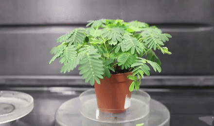 Anesteziye Cevap Veren Bitkiler Keşfedildi - Bu, Hayvan Testini Sona Erdirebilir