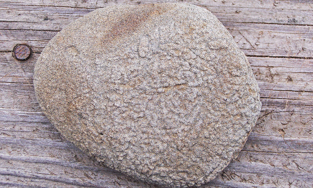 Fotosentez Ne Zaman Başladı? Cevabı Burada