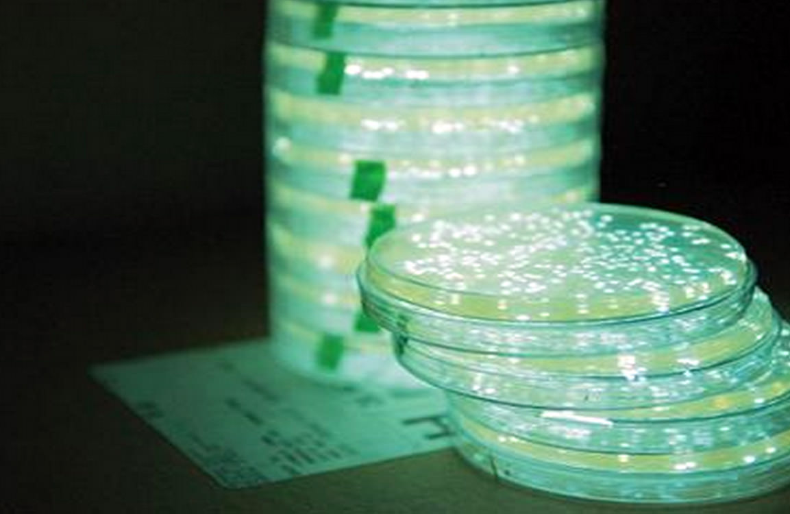 Nanopartikülleri Kullanarak Parlayan Bitkiler Geliştirildi