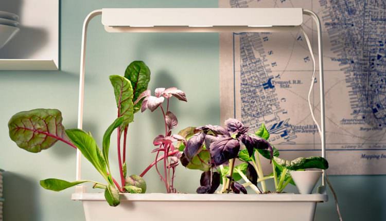 Topraksız Tarım İle Kentlerde Yaşayanlarda Çiftçilik Yapabilir