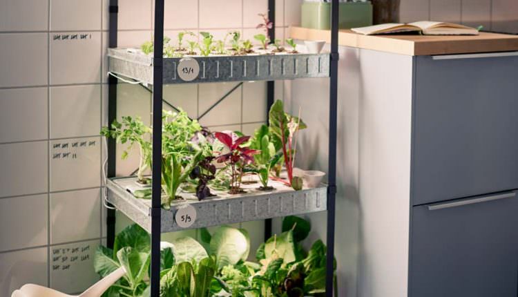 Topraksız Tarım İle Kentlerde Yaşayanlarda Çiftçilik Yapabilir