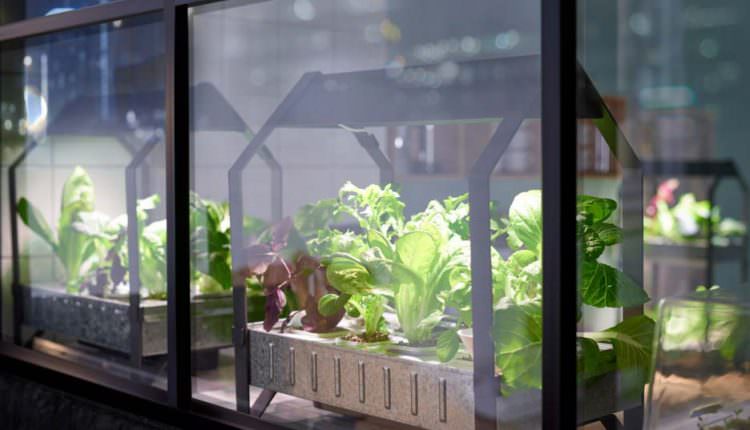 Topraksız Tarım İle Kentlerde Yaşayanlarda Çiftçilik Yapabilir