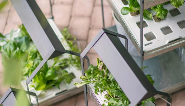 Topraksız Tarım İle Kentlerde Yaşayanlarda Çiftçilik Yapabilir