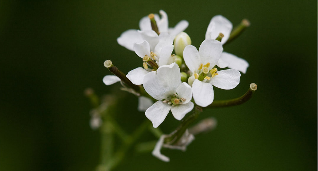 Araştırmacılar Çiçeklenmeyi Tetikleyen Hücreleri Bulmaya Çok Yaklaştı!