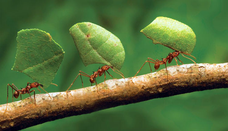Karıncalar Neden Tek Sıra Halinde Yürür