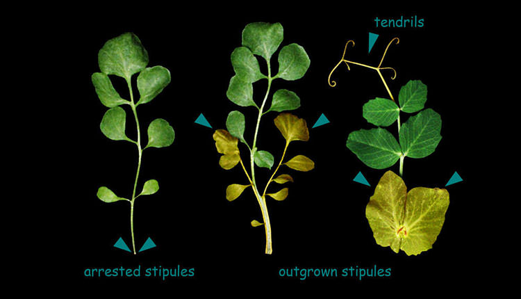 Bilim insanları yaprak büyümesini ve şeklini kontrol eden proteini tanımladılar