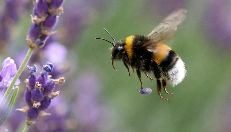 Bombus arıları geliştirilen çipler sayesinde anlık veri toplayıp paylaşabiliyor
