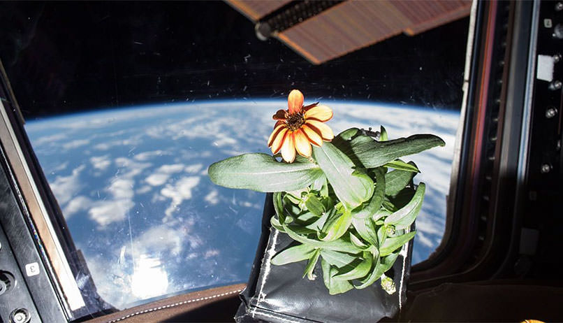 Uzayda Bitki Yetiştirmek Mikro Yerçekimi Araştırmaları İle Mümkün Olabilir