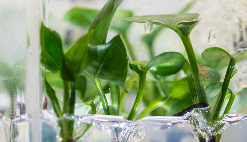 Araştırmacılar, evinizin havasını temizleyebilecek yeni bir bitki geliştirdi
