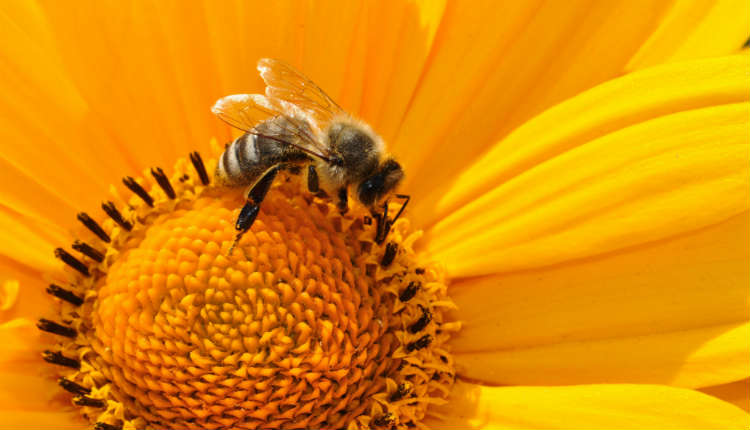 Bal Arıları Temel Matematik İşlemlerini Çözebiliyor