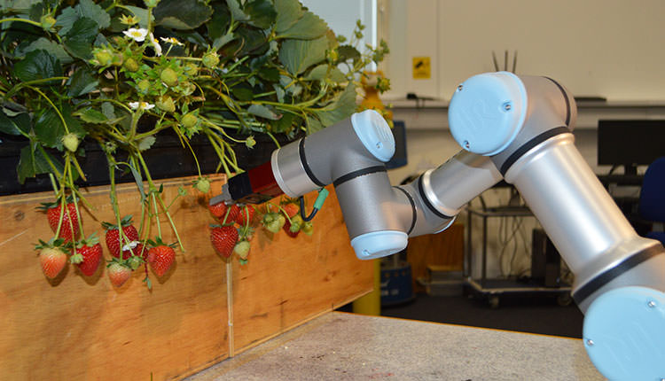 Meyve toplama robotları mevsimlik işçilerin yerini alabilir mi?