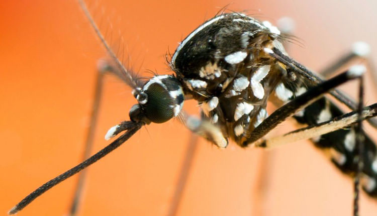 İklim değişikliği, hastalık taşıyan sivrisineklerin küresel yayılımını nasıl etkileyecek?