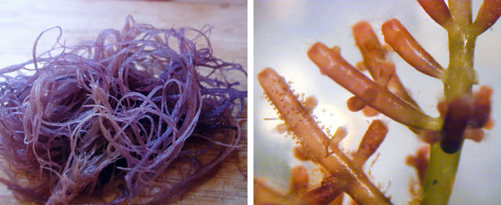 Agar-agar: Jelatin için bir sebze ikamesidir. Kırmızı ve kahverengi alglerden elde edilir. Gracilaria, agar üretmek için kullanılan en popüler kırmızı alg türlerinden biridir.