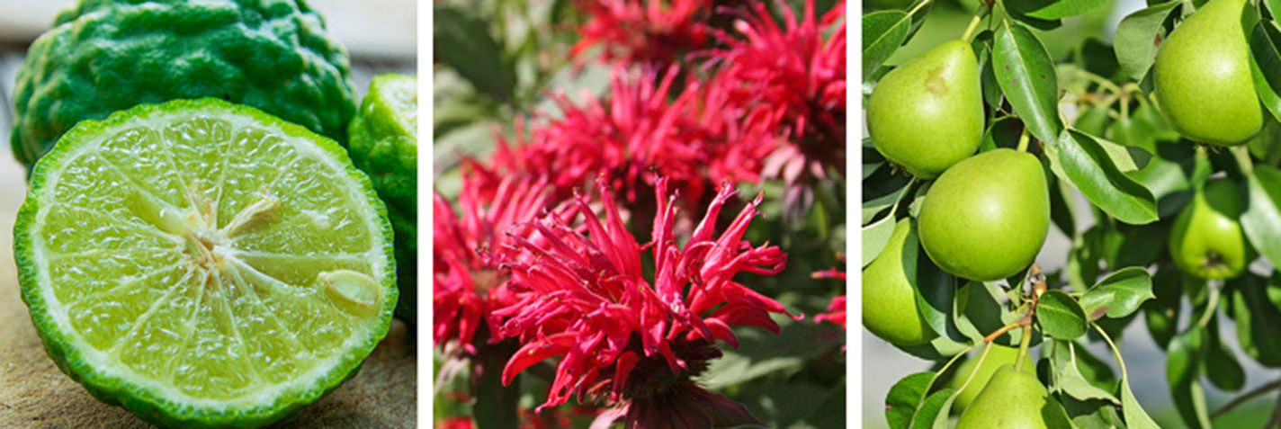 Bergamot: Birbirinden tamamen farklı 3 bitkiyi anlatmak için kullanılan 'bergamot'un; narenciye olan bergamot, monarda olarak da bilinen bergamot ve bir armut türü olan bergamot hallerini aşağıdan inceleyebilirsiniz.