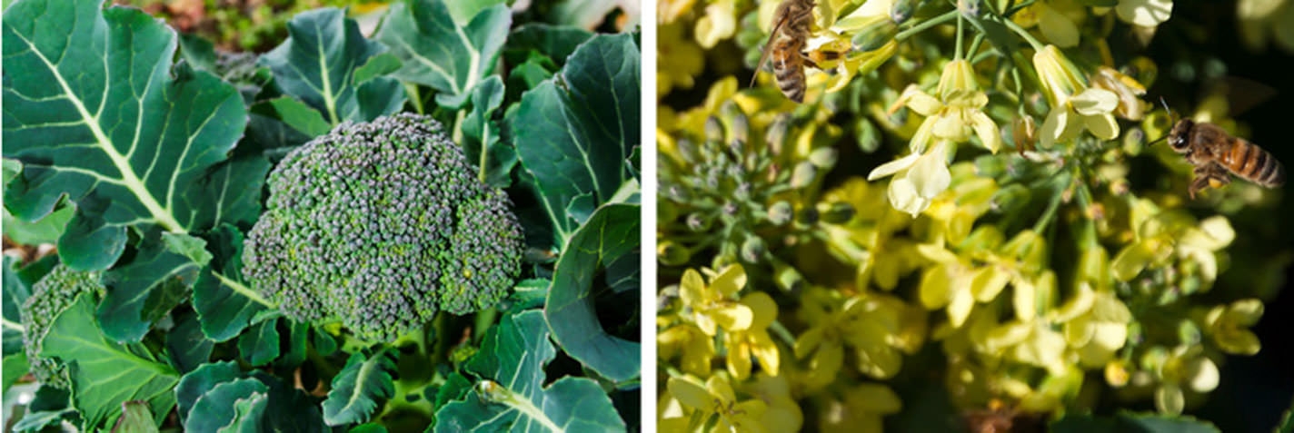 Brokoli: 1. yüzyılda Romalı bilim insanı 'Pliny the Elder' tarafından kutsal bitki olarak isimlendirilen brokoli, vücudumuz için gerekli olan neredeyse tüm vitaminleri içinde barındırıyor. Ayrıca kolesterolü düşürür, güzelliği korur ve hatta kansere karşı korur. Dünya üretiminde Çin ilk sıradadır.