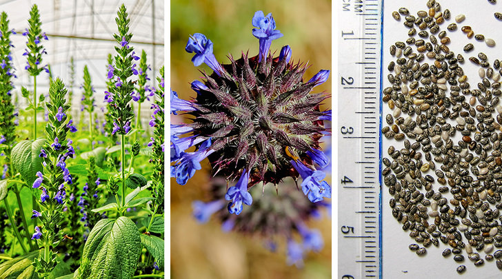 Chia tohumu: Latince adı Salvia hispanica olan Chia tohumları, linolenik ve diğer omega-3 ve omega-6 doymamış yağ asitlerinin ana kaynaklarından biridir. Aztekler, bu bitkinin mısır ve fasulye ile birlikte en önemli ürünlerden biri olduğunu düşünüyorlardı.