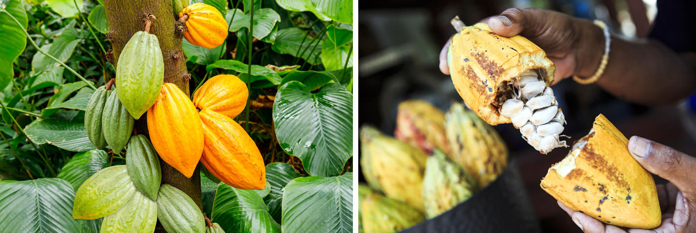 Kakao: Gençlik kısırlığı (dikildiği andan meyve verinceye kadar geçen süre) 3-4 yıl süren kakao ağacının yıllık mahsulünden (yaklaşık 30 meyve) 4 adet 100 gramlık çikolata hazırlanabilmektedir. 