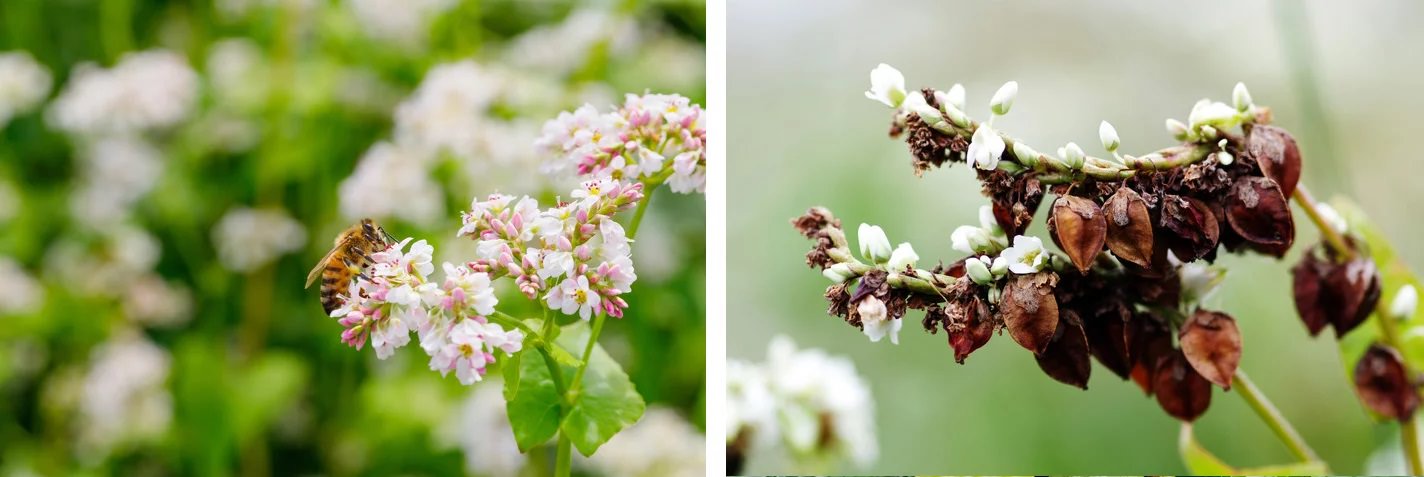 Karabuğday: Avrupa ve ABD mağazalarında bulunması zor bir üründür. Çoğu zaman hayvan yemi olarak da kullanılır. Aynı zamanda karabuğday, Polonya, Çin, Kore, Japonya ve Hindistan'da kolayca bulunabilir. Çok faydalı bir sağlık ürünüdür.