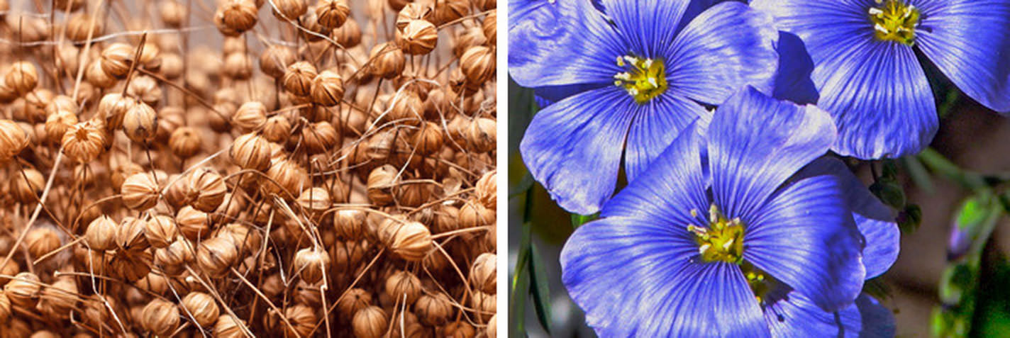 Keten tohumu: Süper yiyecekler listesinde yer alan keten tohumu, bakterilere temas ettikleri anda bakterileri öldürür. Bu sebeple de antiseptik olarak kabul edilir. Keten çarşaflarda uyumak, immünoglobulin A seviyesini arttırır.