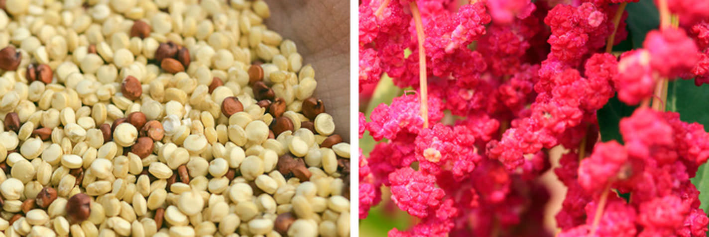 Quinoa, dünyadaki en sağlıklı tahıllardan biridir. İnkalar bu ürünü kutsal saydılar ve “tüm tohumların annesi” olarak adlandırdılar. Kinoanın bileşimi süt ve balığı andırır, ancak pirinç gibi tadı vardır. BM Genel Kurulu 2013'ü Uluslararası Kinoa Yılı ilan etti.