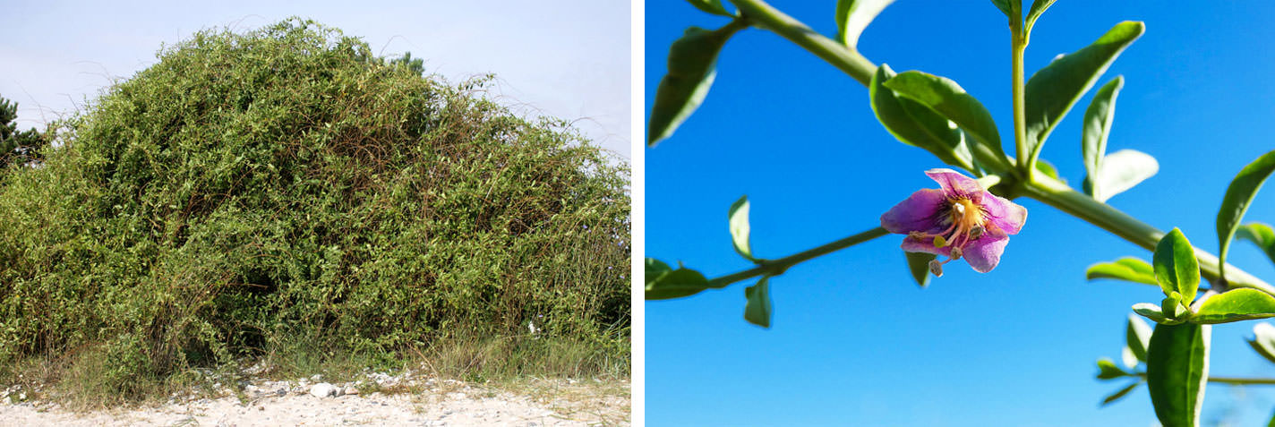 Kurt Üzümü (Goji Berry): Latince adı Lycium barbarum olan, wolfberry olarak da bilinen bu bitki pazarlamacılar sayesinde son zamanlarda süper yiyecek olarak etiketlendikleri için inanılmaz derecede faydalı ve vazgeçilmez olarak kabul edildi. Çalı formunda olan bu bitki 3,5 m kadar uzayabilir ve tüm bitki dikenlerle kaplıdır.