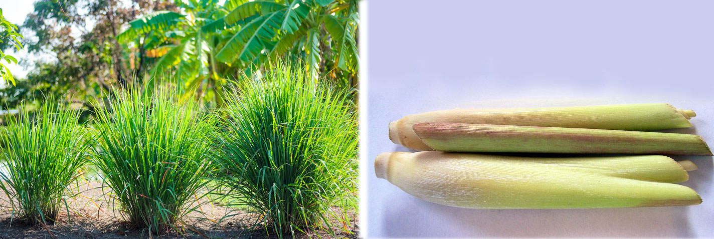 Limon Otu: Aslında “Cymbopogon” olarak adlandırılan, ancak kokusu nedeniyle “limon otu” olarak bilinen bu bitki çeşitli çaylar, çorbalar, soslar, et, balık ve köriler hazırlanırken kullanılır.