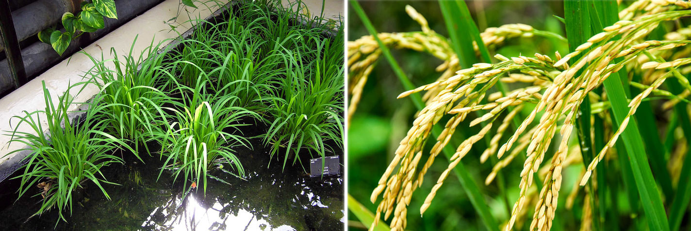 Pirinç: 10-12 santigrat derecede büyüyen pirinç, dünya nüfusunun yarısından fazlasını beslemekte ve aslında 7.000'den fazla varyetesi bulunmaktadır. Bu sayıya yabani pirinç dahil değildir.