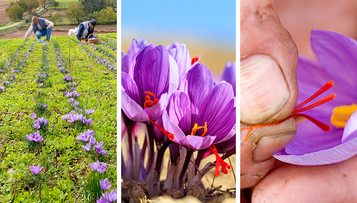 Safran: Safran, dünyadaki en pahalı baharattır. 2 kilo safran elde etmek için yaklaşık 100 bin çiçek toplamak gerekiyor. Yemeklerde ve ilaç yapımında kullanılan bu baharat, uzun süre taze kalabilir. Safran mükemmel bir koruyucudur. Safran ile pişirilen yemekler buzdolabından uzun süre saklanabilir.