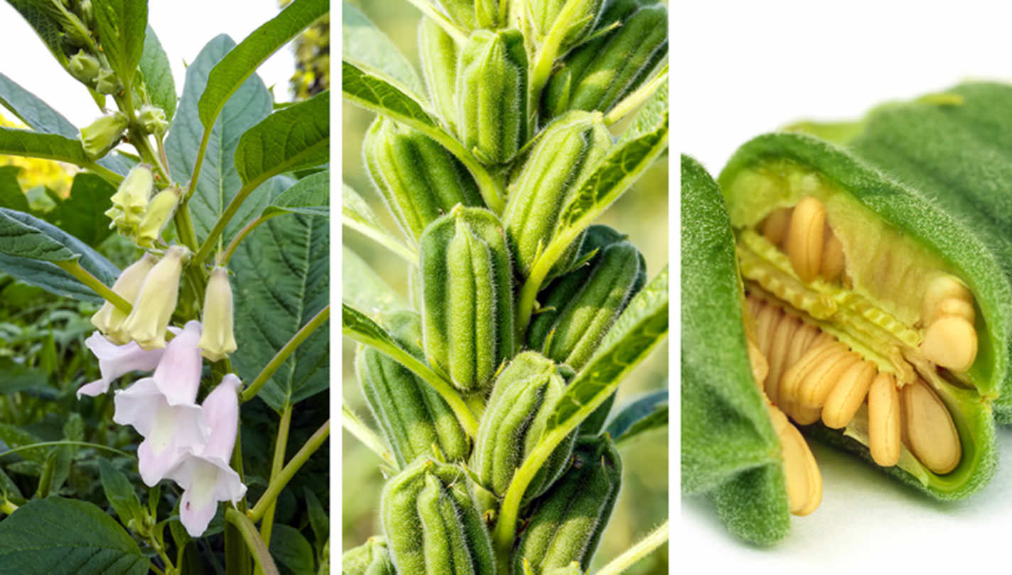 Susam: İkinci adı benne olan bu bitki peri masalı olan Ali Bana ve Kırk Haramiler'de sihirli bir ifade olan "Açıl Susam Açıl!" olarak kullanılmıştır. Günlük yaşantımızda simit, poğaça, ekmek gibi gıdaların olmazsa olmazı olan susam, tahinin de ana maddesidir. 