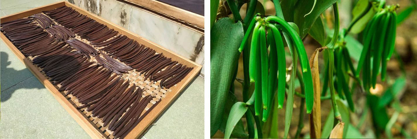 Vanilya: Dünyanın en pahalı baharatlarından biri olan vanilyanın kabuklarını, Aztekler 14. yüzyılda para olarak kullandılar. Aslında bir orkide türüdür ve kokusu, mutluluk hormonu olarak bilinen serotoninin üretimini artırır. 