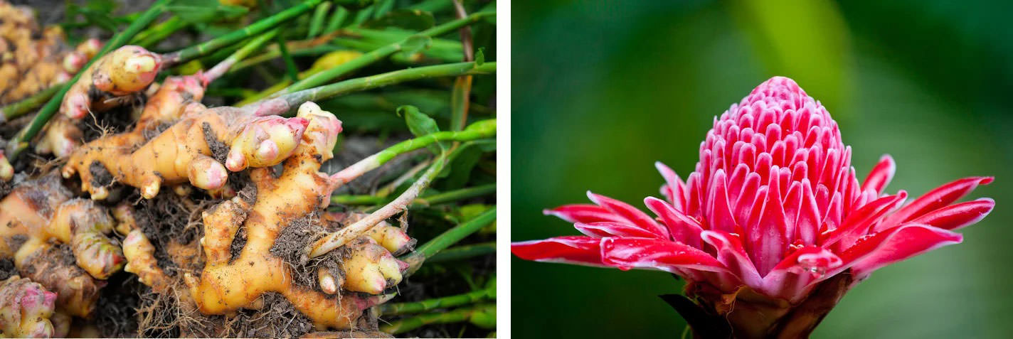 Zencefil: Zencefil, beyindeki kan dolaşımını iyileştirdiği, kan damarlarını güçlendirdiği ve kan basıncını düşürdüğü için hafızayı ve konsantrasyonu iyileştirmeye yardımcı olur. Bu kökü uzun süre dondurabilirsiniz, yararlı özelliklerini kaybetmez.