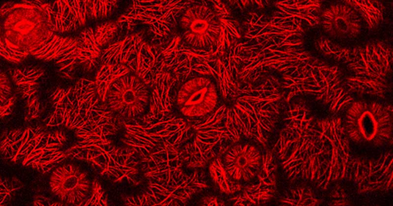 Bitkiler nasıl güçlü ve duyarlı olacak şekilde inşa edilir?