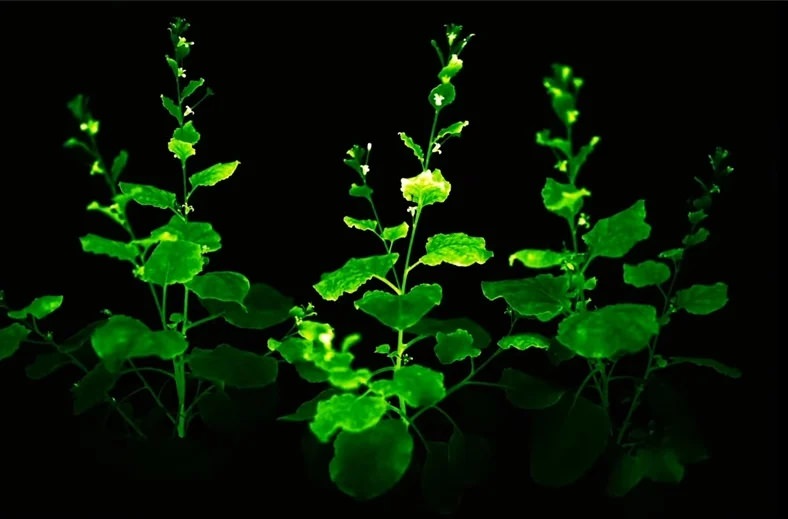 Işıldayan mantar DNA'sı ile parlayan bitkiler elde edildi