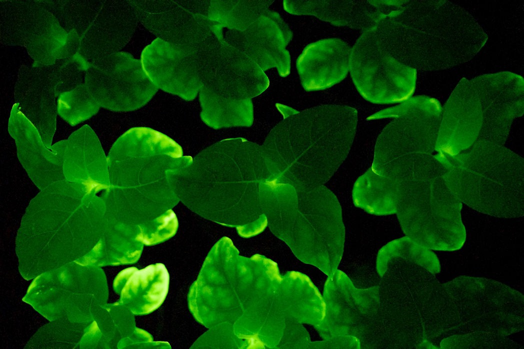 Işıldayan mantar DNA'sı ile parlayan bitkiler elde edildi