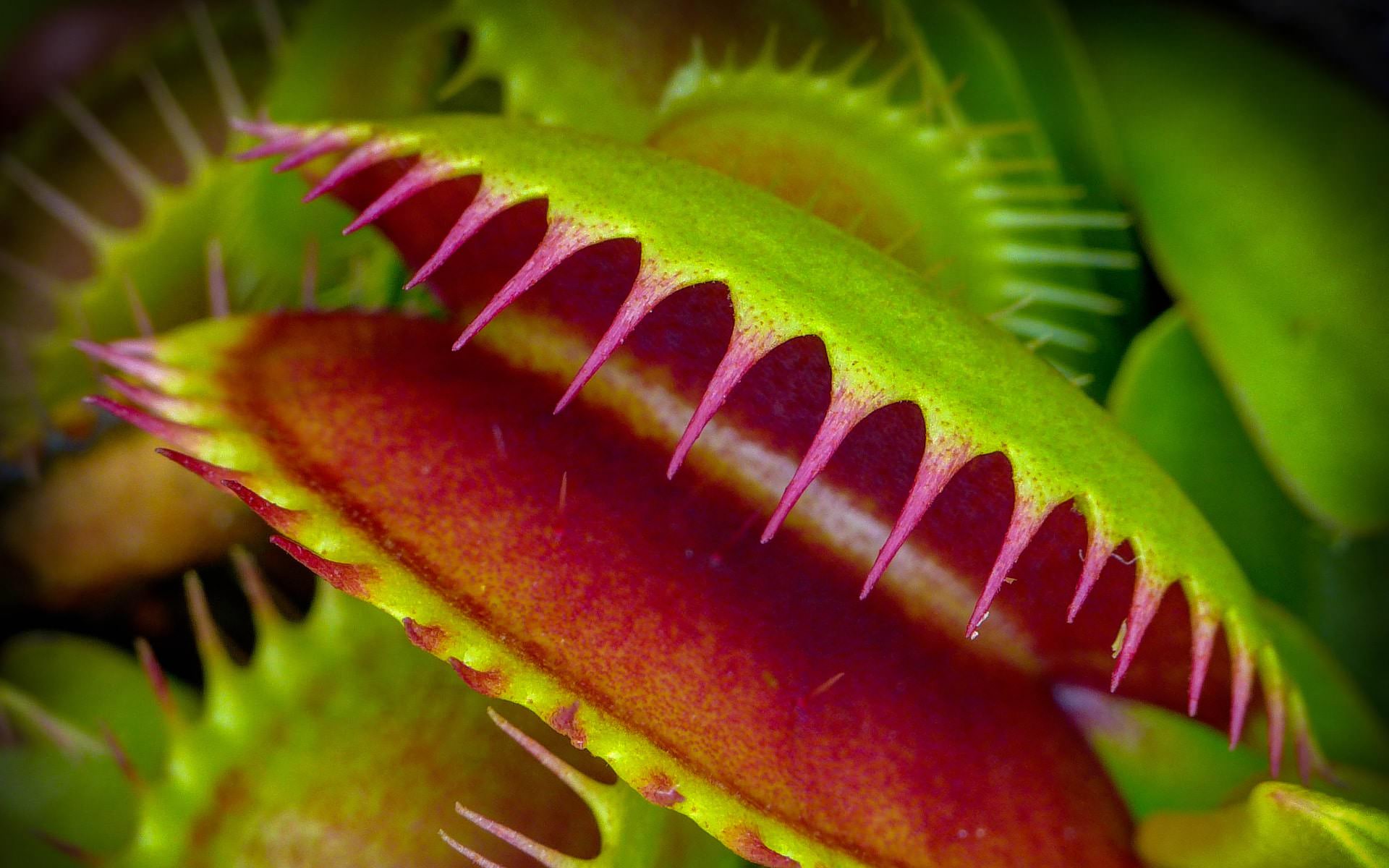 Sinekkapan Bitkisi Hakkındaki (Venus Flytrap ) Gerçekle