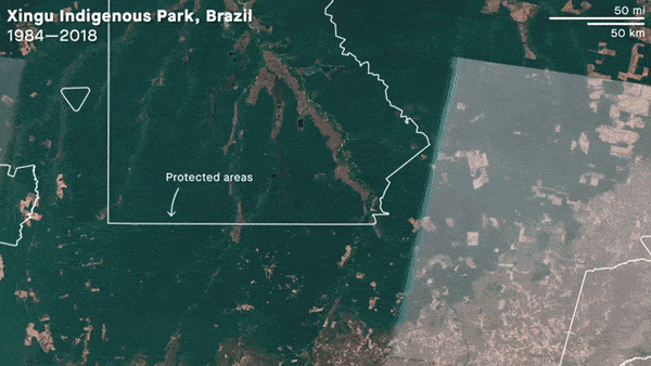 Amazon ormanları bir sonraki koronavirüs kaynağı olabilir mi?