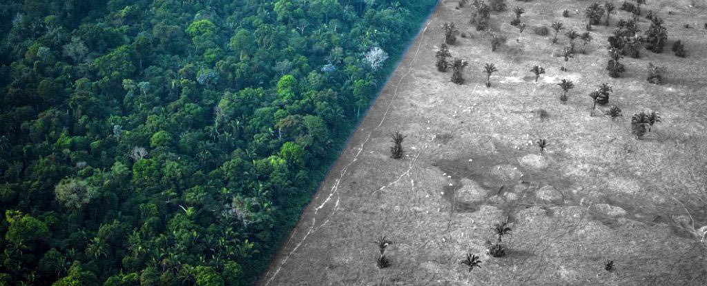 Amazon ormanları bir sonraki koronavirüs kaynağı olabilir mi?