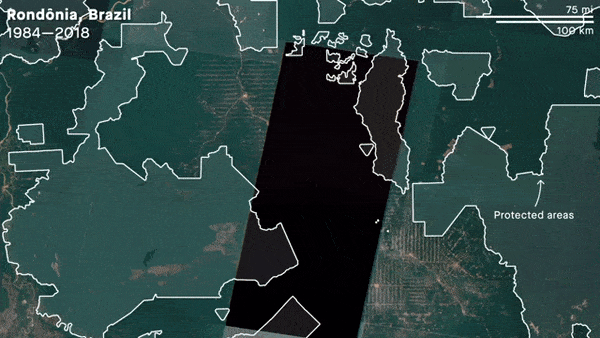 Amazon ormanları bir sonraki koronavirüs kaynağı olabilir mi?