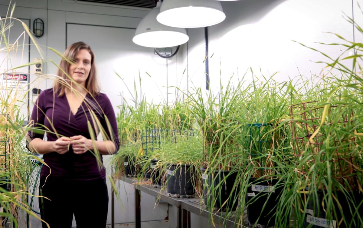 Genetik keşif, arpa bitkilerindeki sodyum birikimine ışık tutuyor