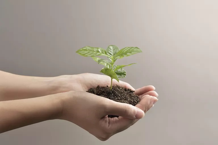 Bitki Sistematiği Nedir? Tarihçesi, Taksonları Nasıl İnceler?