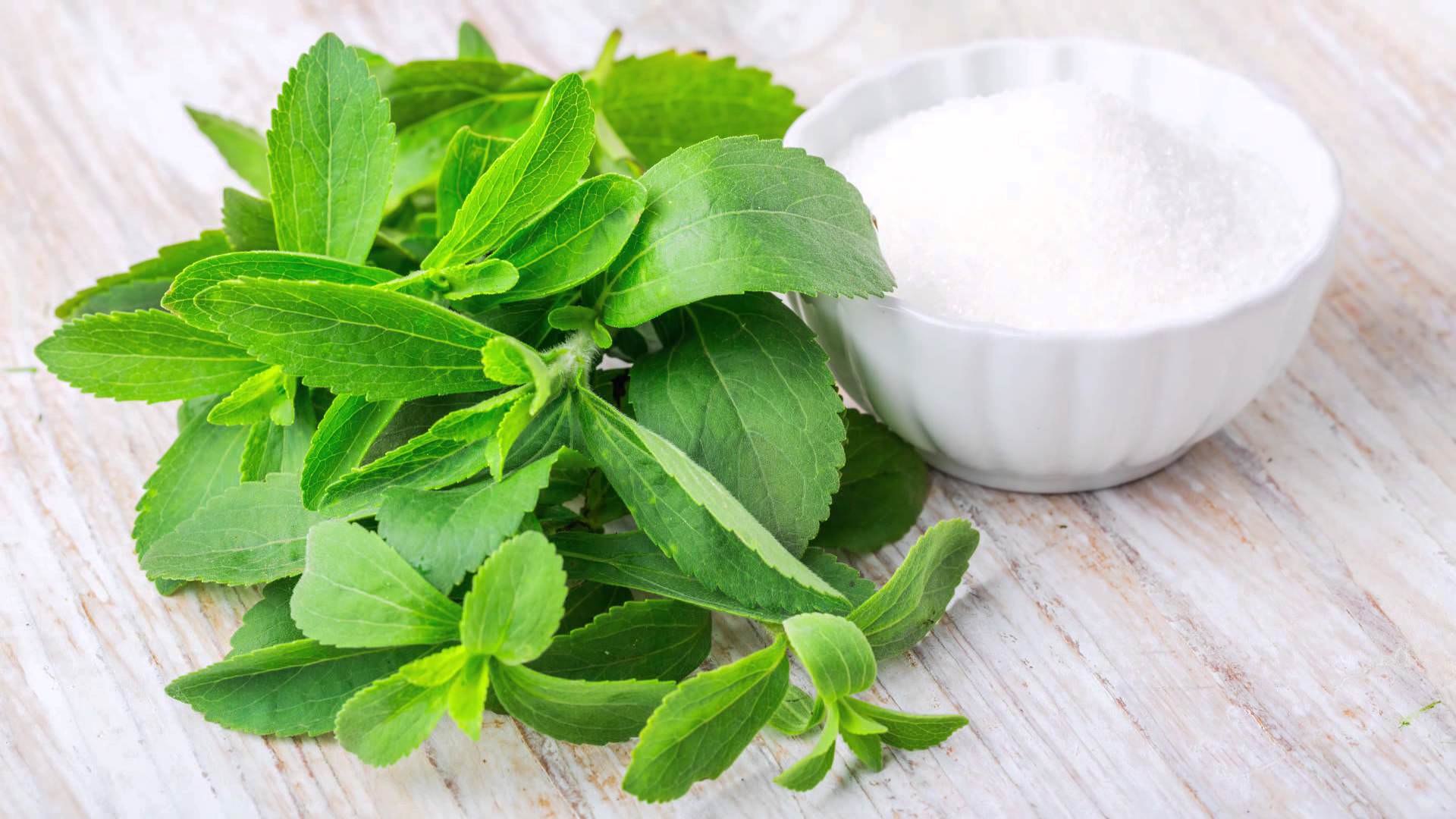 Stevia bitkisi şekerin yerine geçebilir mi?