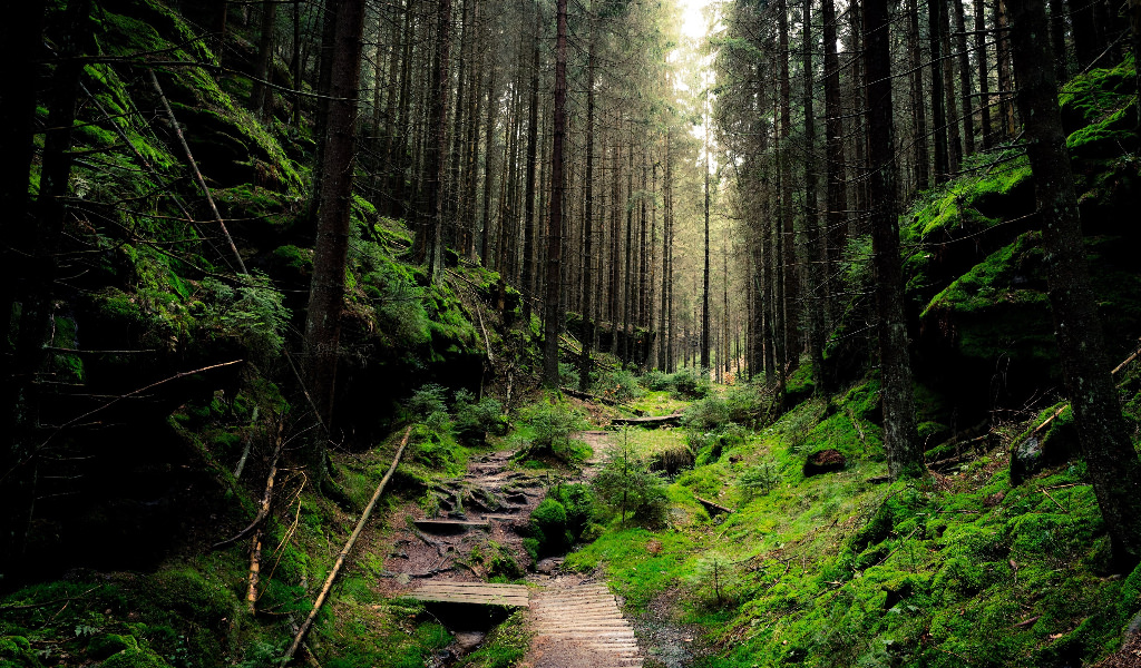 İnsan Cesetlerinin Yakınında Büyüyen Bitkiler Garip Bir Şey Yapıyorlar